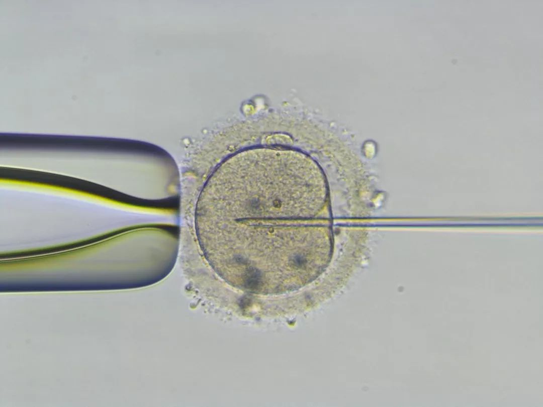 验孕棒一条杠无效