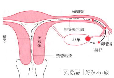 怀孕第一次产检