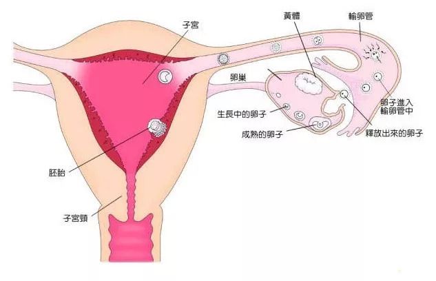 验孕棒一条杠还不来月经